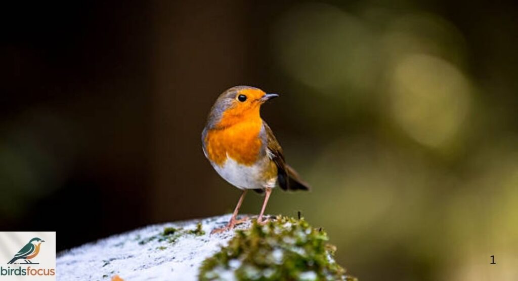 Birds With Orange Chest
