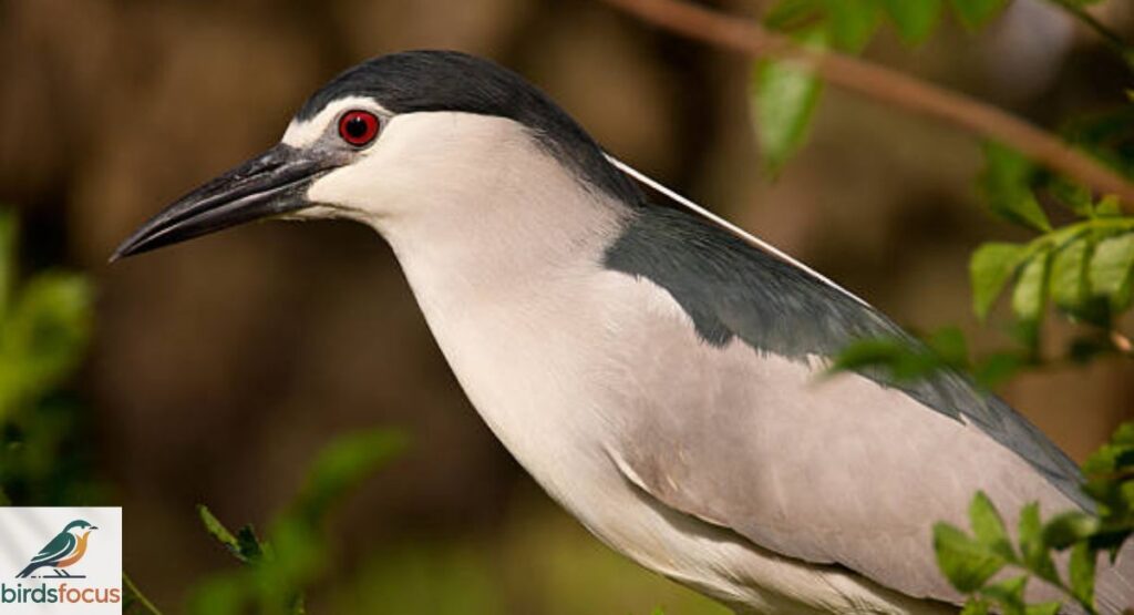 Black-crowned Night Heron