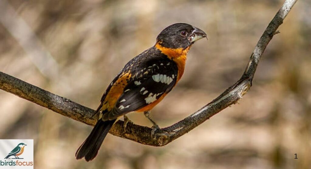 Black-headed Grosbeak