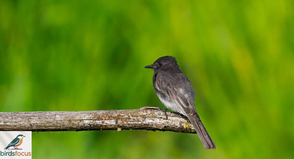 Black Phoebe