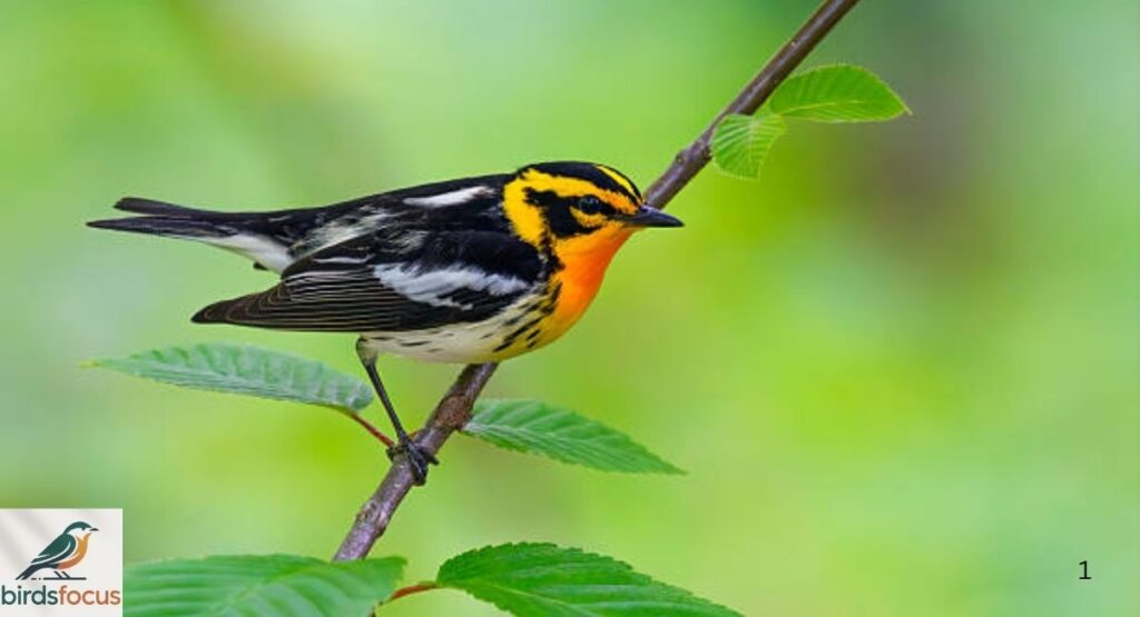 Blackburnian Warbler