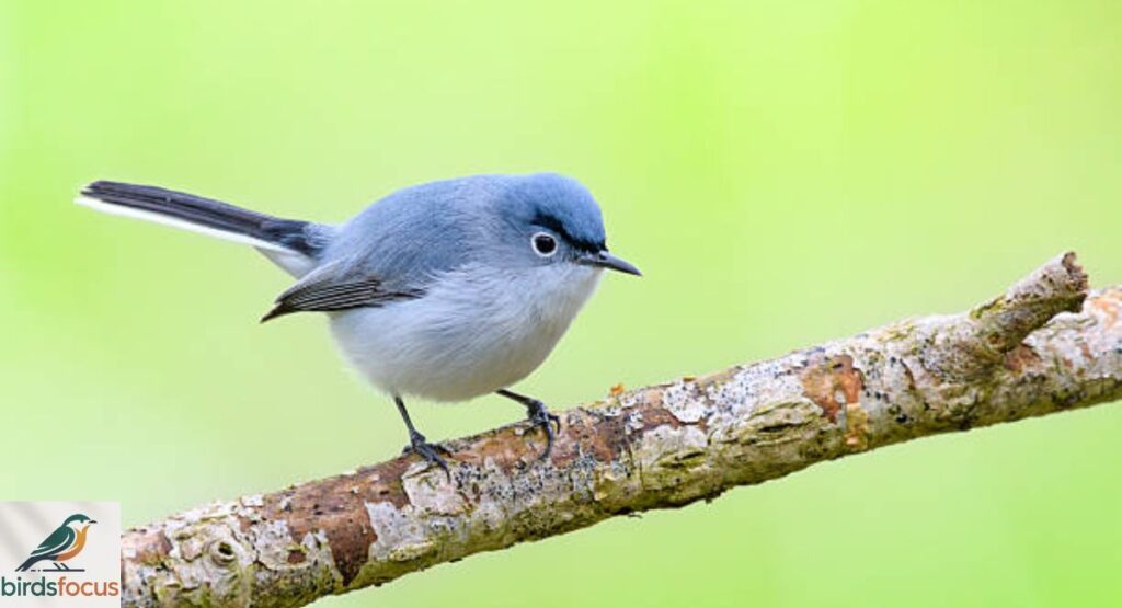 Blue-gray Gnatcatcher