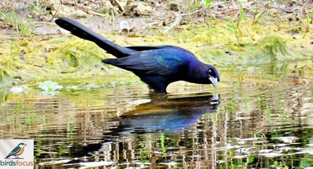Boat-tailed Grackle