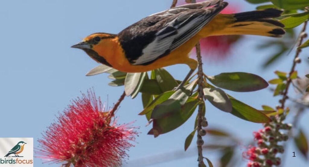 Bullock’s Oriole