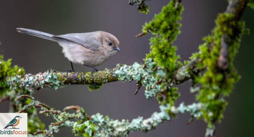 Bushtit