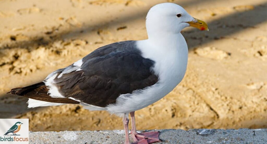 California Gull