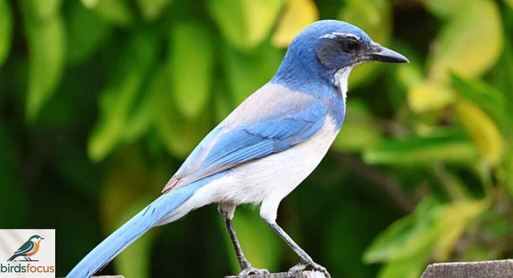California Scrub-Jay