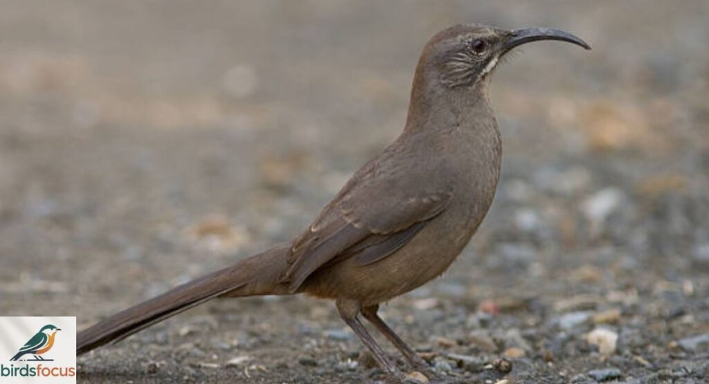 California Thrasher