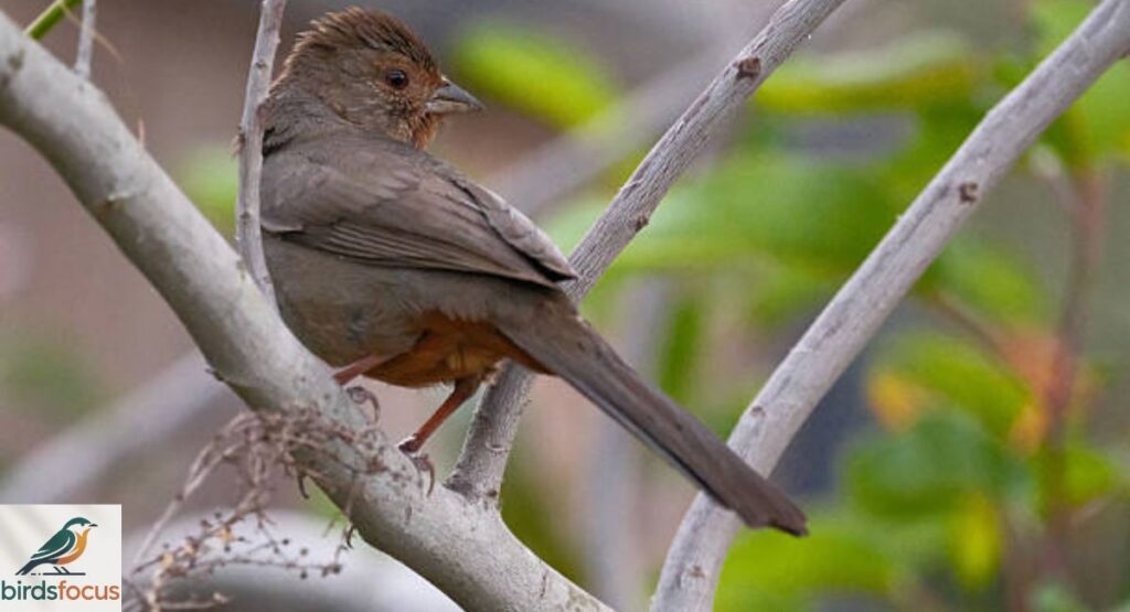 California Towhee