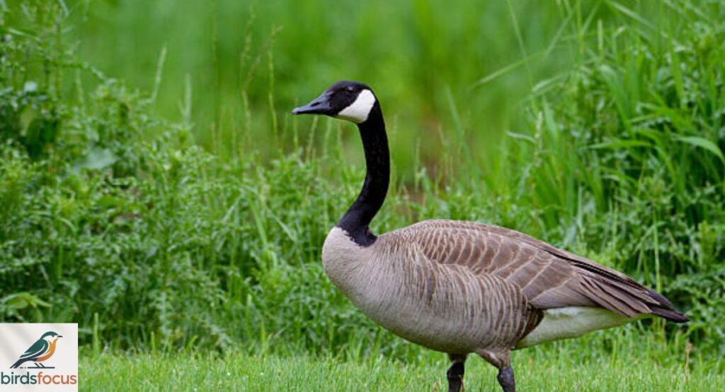 Canada Goose