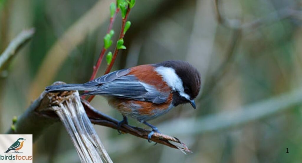 Chestnut-backed Chickadee