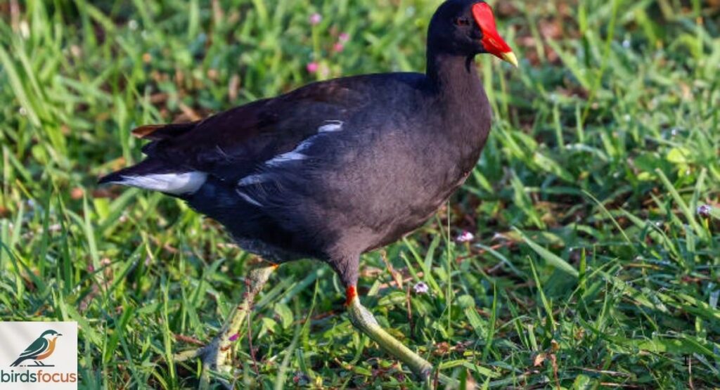 Common Gallinule