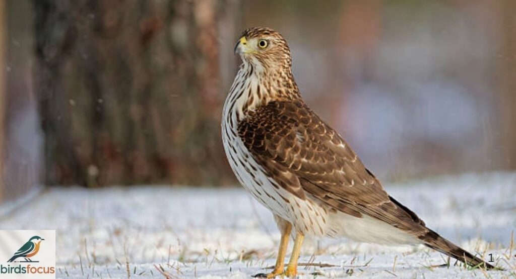 Cooper’s Hawk