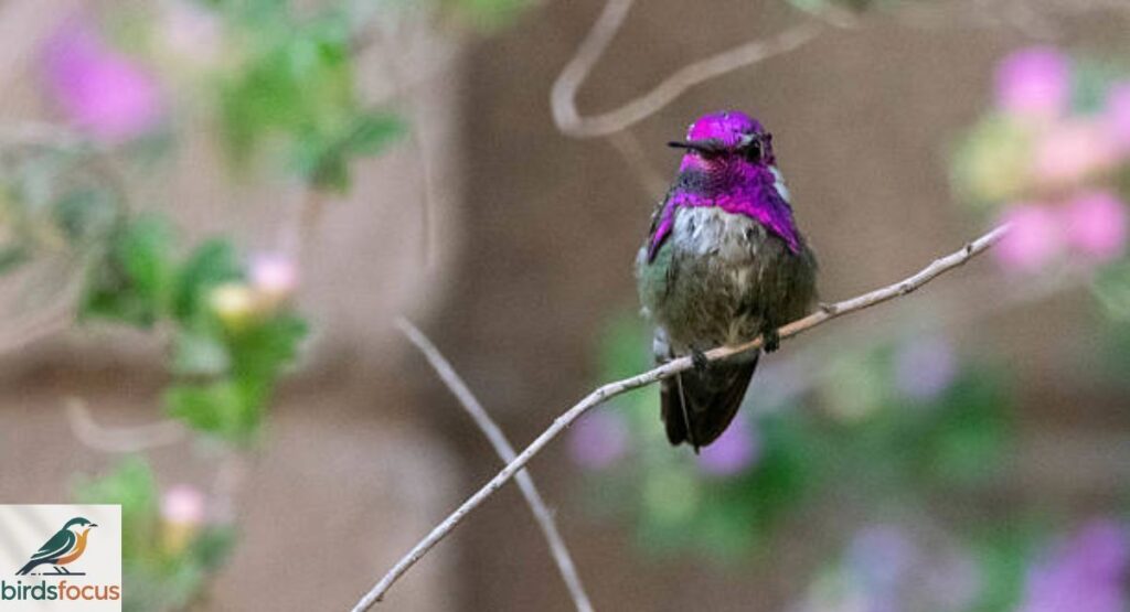 Costa’s Hummingbird