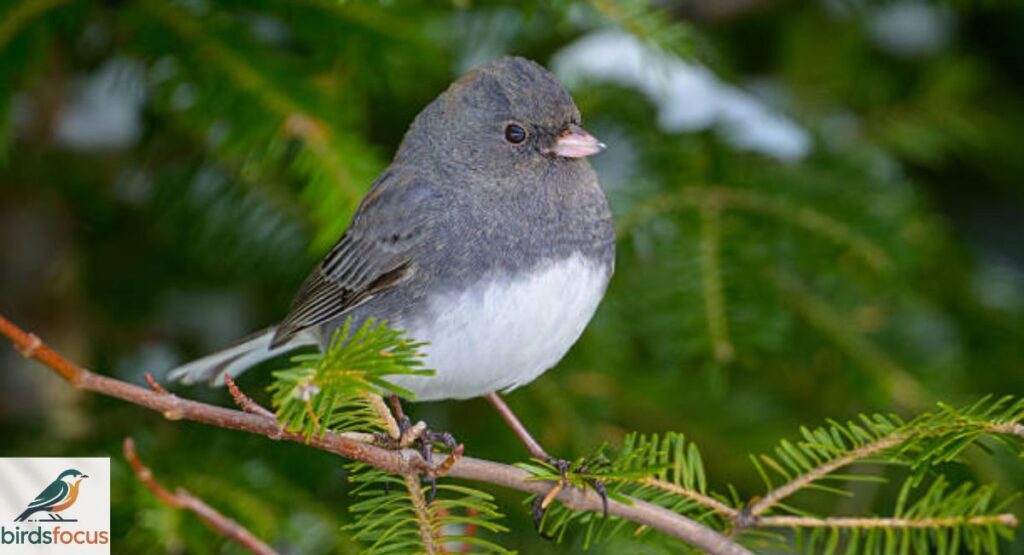 Dark-eyed Junco