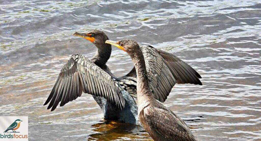 Double-crested Cormorant
