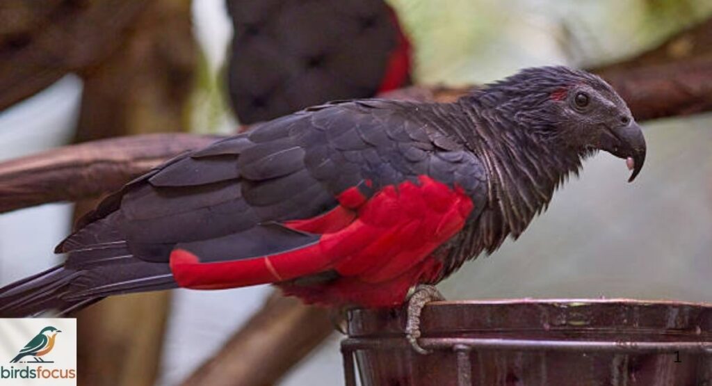 Dracula Parrot