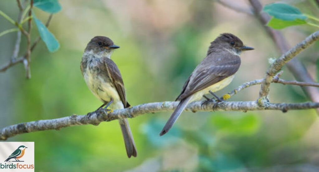 Eastern Phoebe