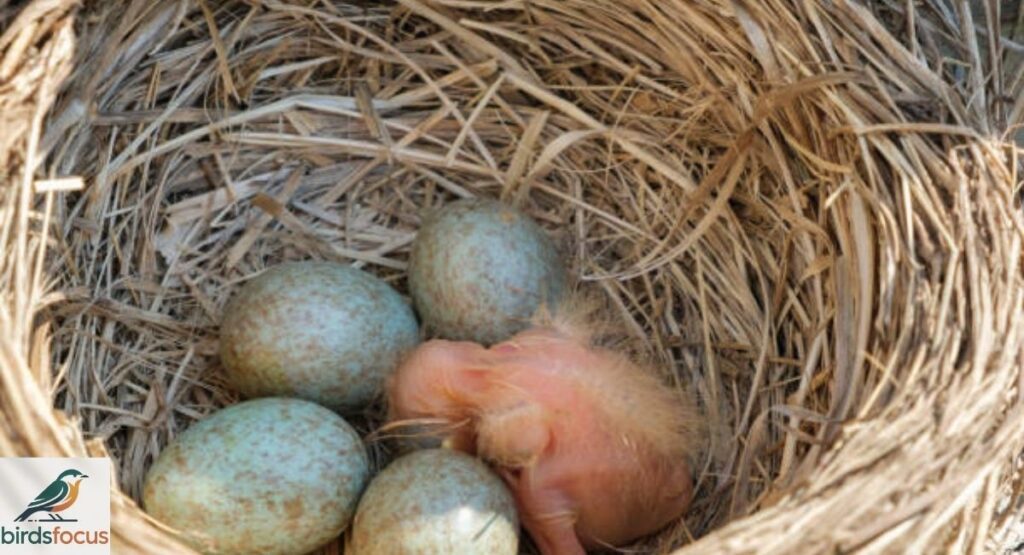 Eggs, Hatchlings, and Nestlings