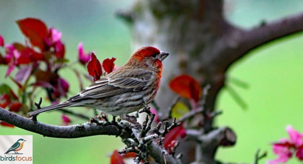 Favorite House Finch Habitats