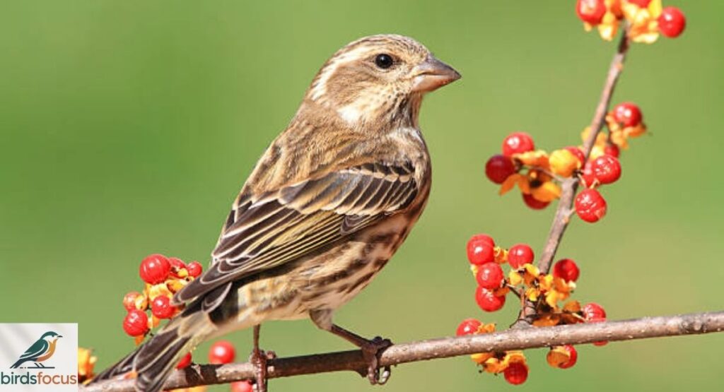 Female House Finch Identification