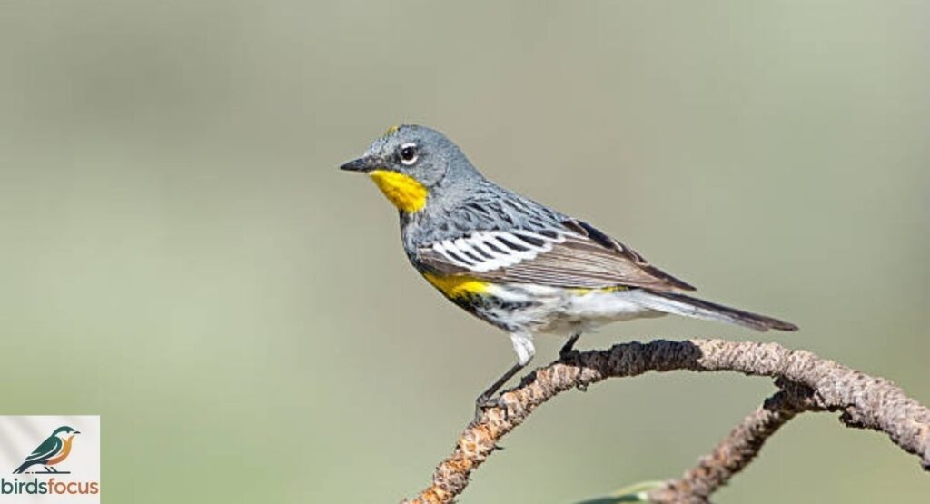 Female Yellow-Rumped Warbler
