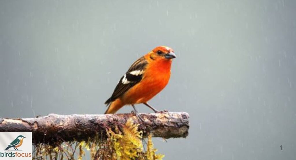 Flame-colored Tanager
