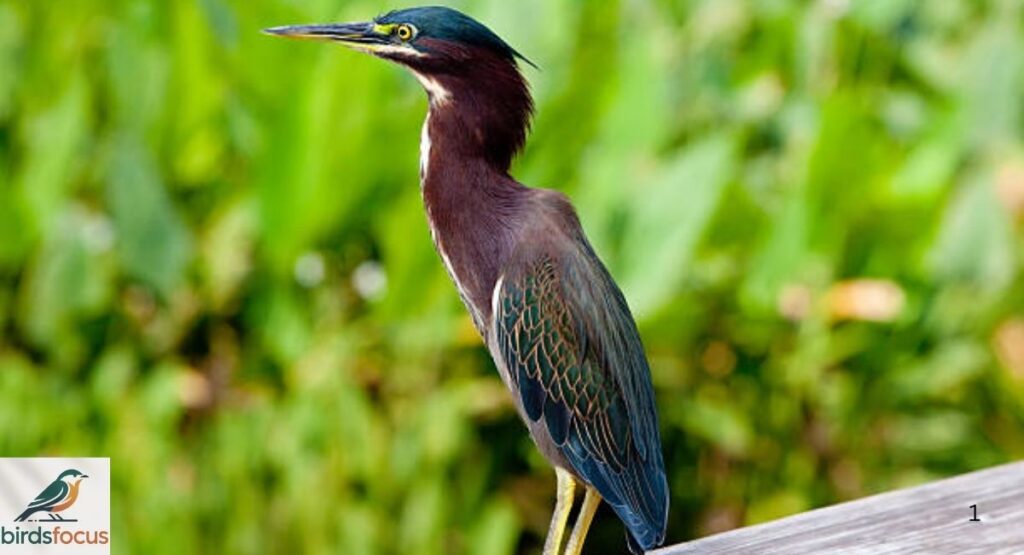 Florida Green Heron