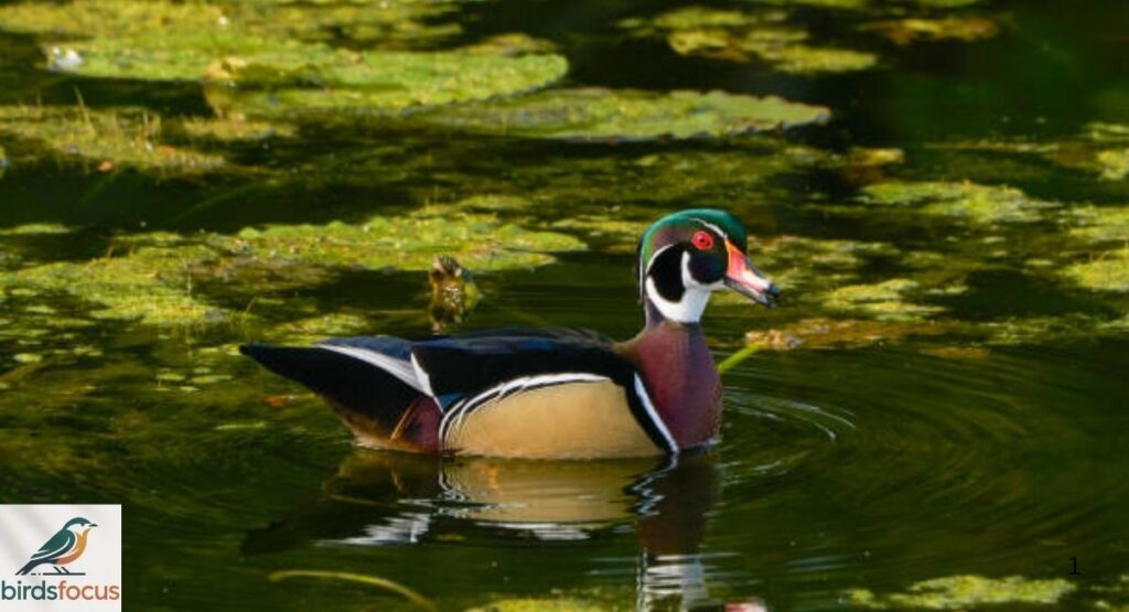 Florida Wood Duck