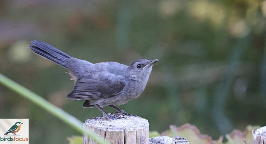 Gray Catbird