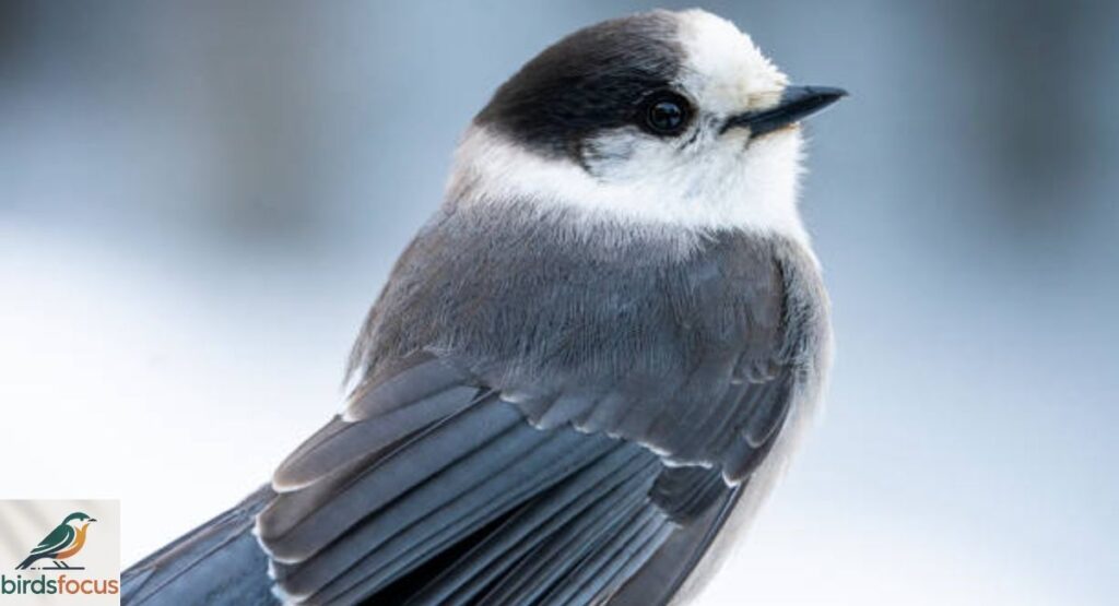 Gray Jay