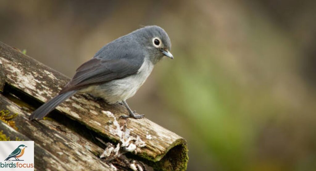 Gray Vireo