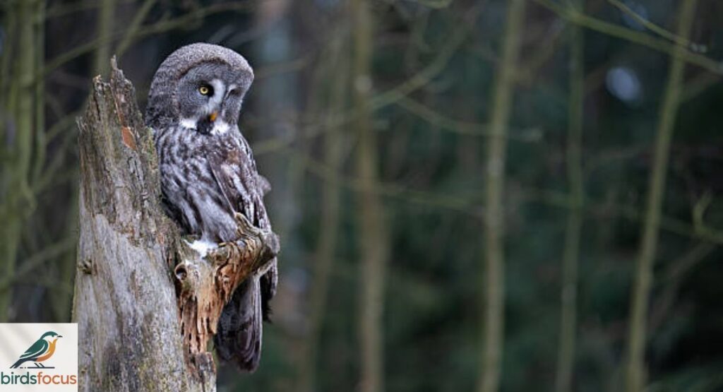 Great Gray Owl
