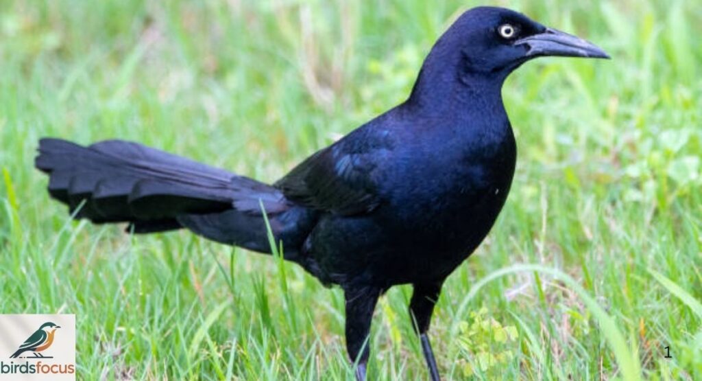 Great-tailed Grackle