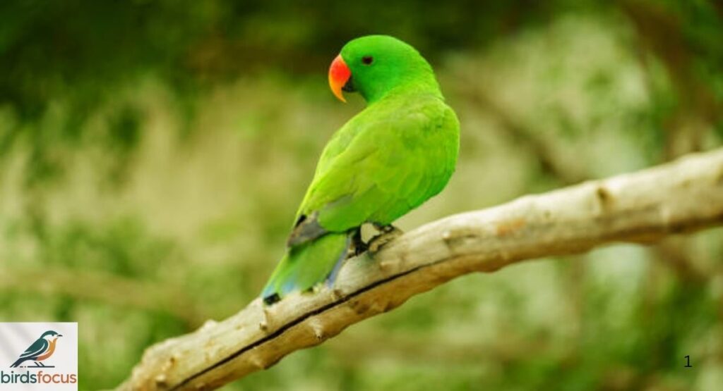 Green Parrot Lifespan and Life Expectancy