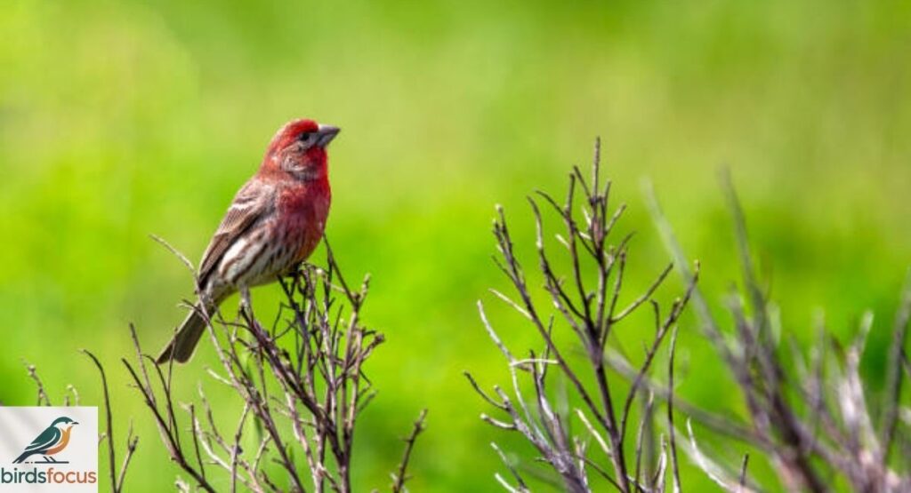 House Finch Range & Habitat