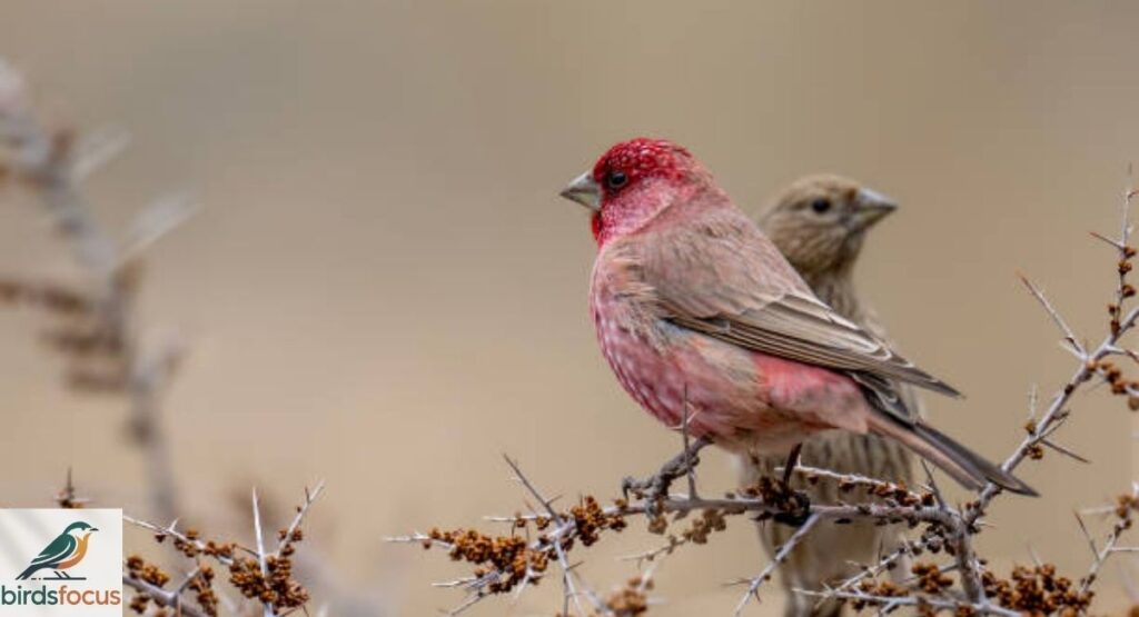 House Finch vs Purple Finch