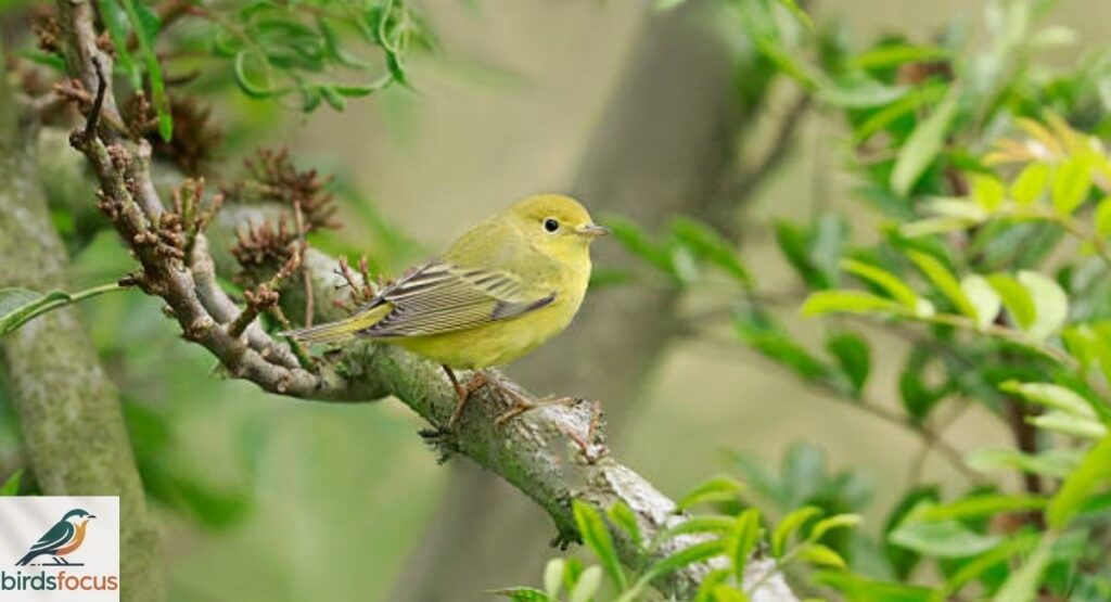 How to Identify a Yellow Warbler Bird