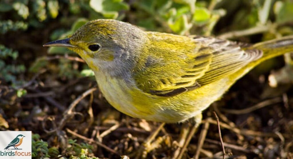 Juvenile Yellow Warbler Appearance