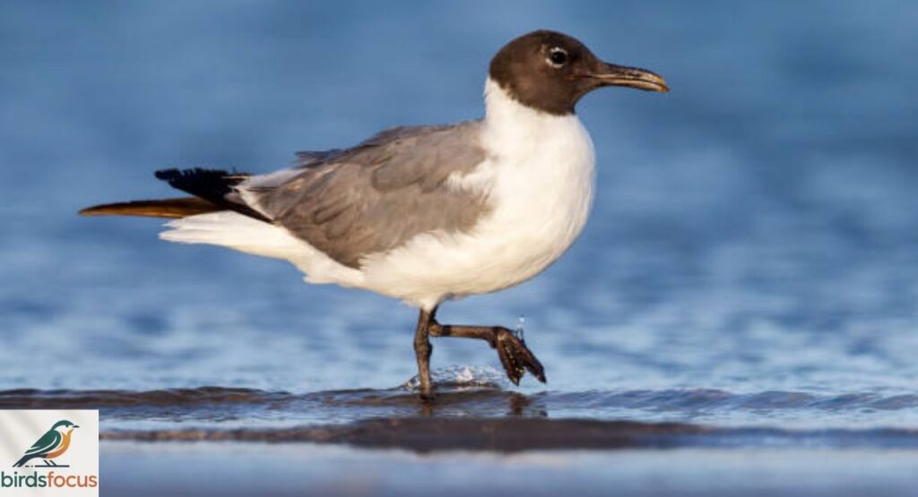 Laughing Gull