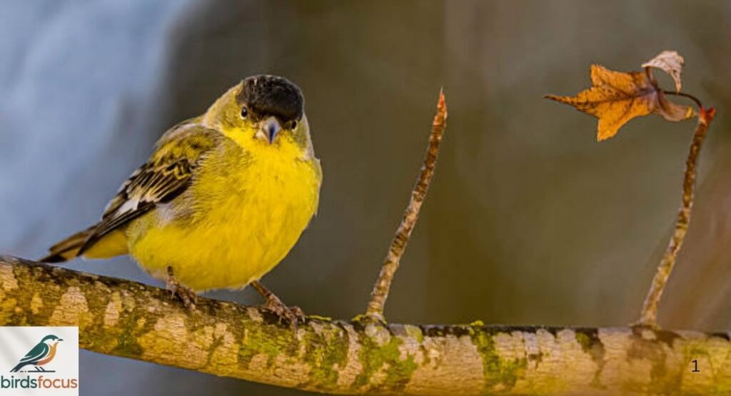 Lesser Goldfinch