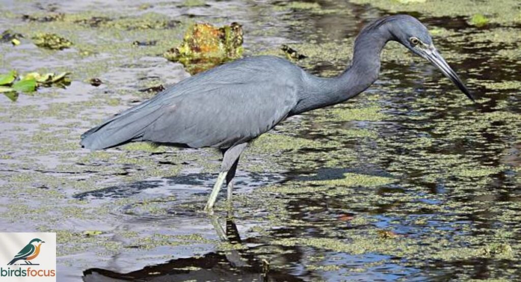 Little Blue Heron