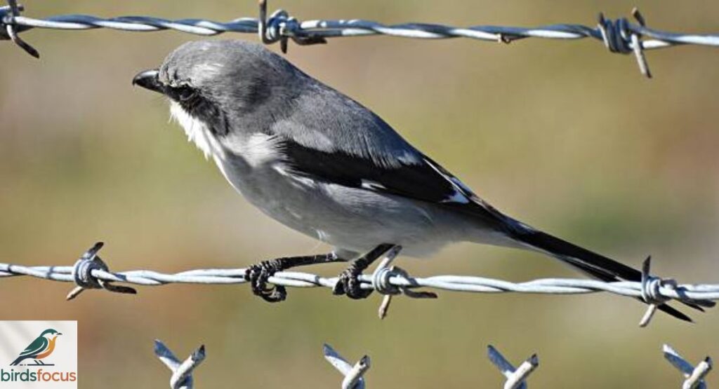 Loggerhead Shrike