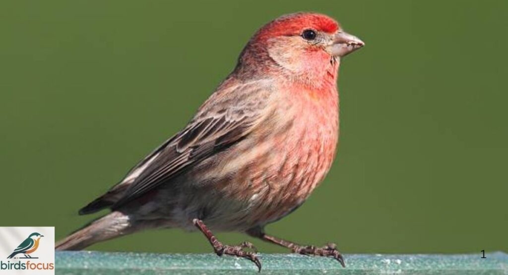 Male House Finch Identification