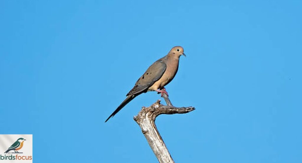 Mourning Dove
