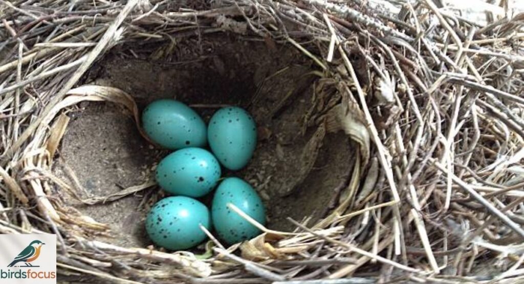 Nest and Eggs
