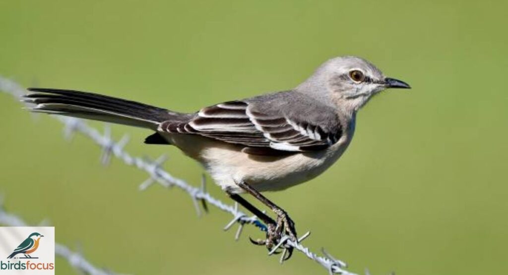 Northern Mockingbird