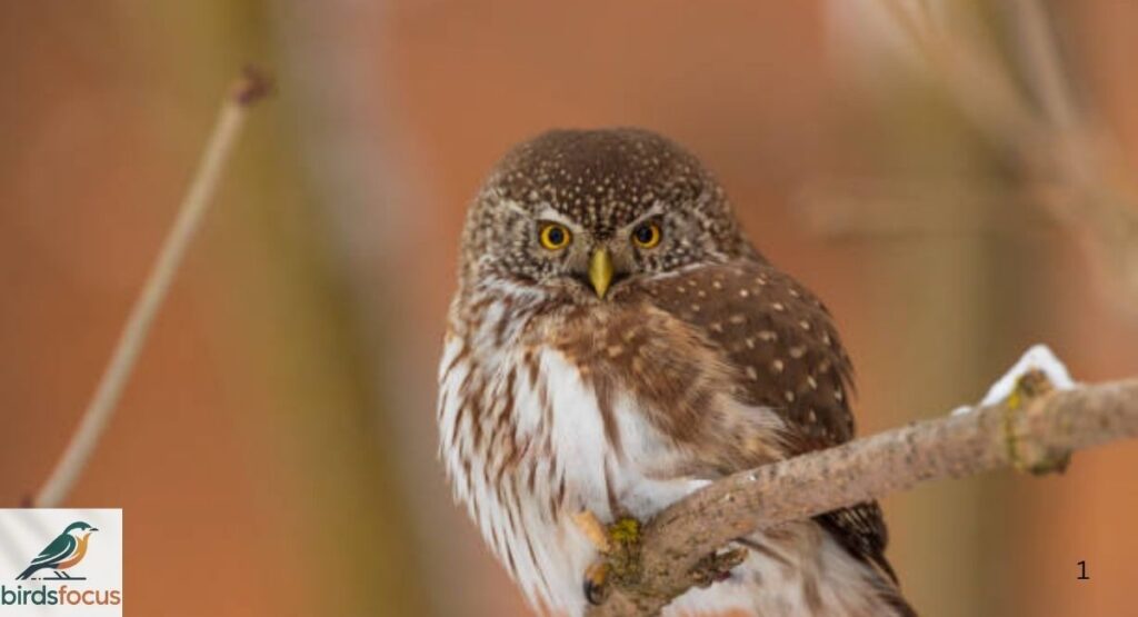 Northern Pygmy-Owl
