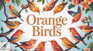 Orange Birds: Black & Orange Birds, Blue Bird With Orange Chest