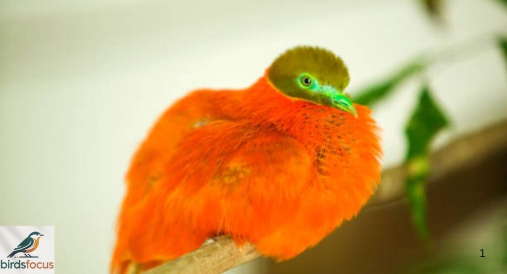 Orange Fruit Dove